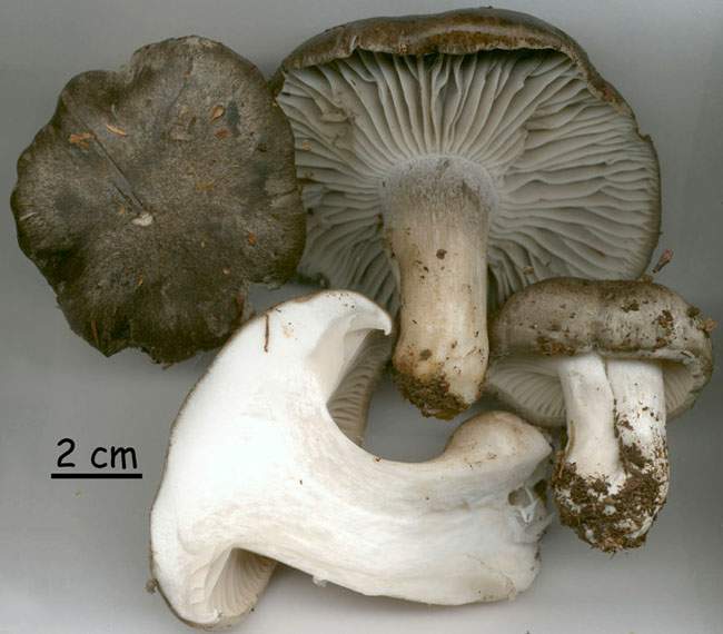 Hygrophorus marzuolus